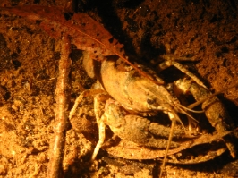Abtauchen Hemmoor 2006